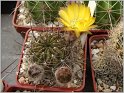 lobivia-sanguiniflora-var-pampana
