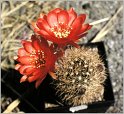 lobivia-schieliana-1