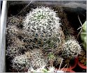 lobivia-schieliana-2