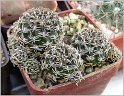 lobivia-schieliana-3