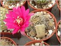 lobivia-schieliana-4