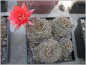 lobivia-schieliana-5