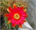 lobivia-schieliana-var-leptacantha-1