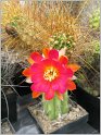 lobivia-schieliana-var-leptacantha-2