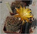 lobivia-schieliana-var-quiabayensis-kk205
