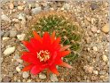 lobivia-schieliana-var-quiabayensis1