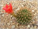 lobivia-schieliana-var-quiabayensis2