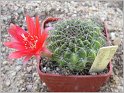 lobivia-schieliana-var-quiabayensis3