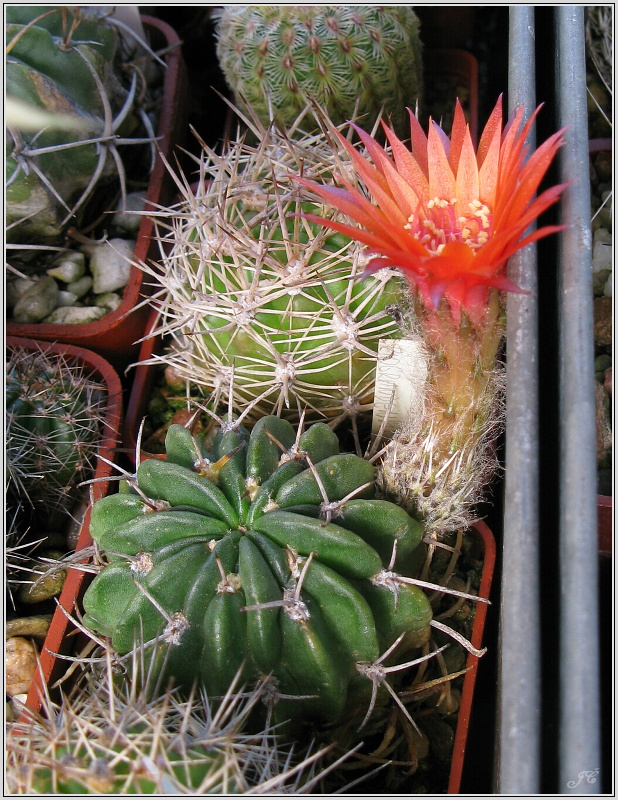 lobivia-tegeleriana.JPG