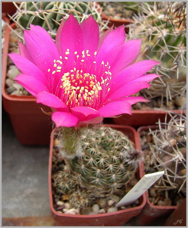 lobivia-tiegeliana-var-pusilla2.jpg