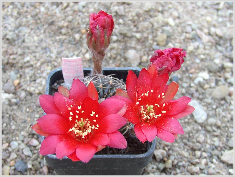lobivia-tiegeliana-var-ruberrima-2.jpg