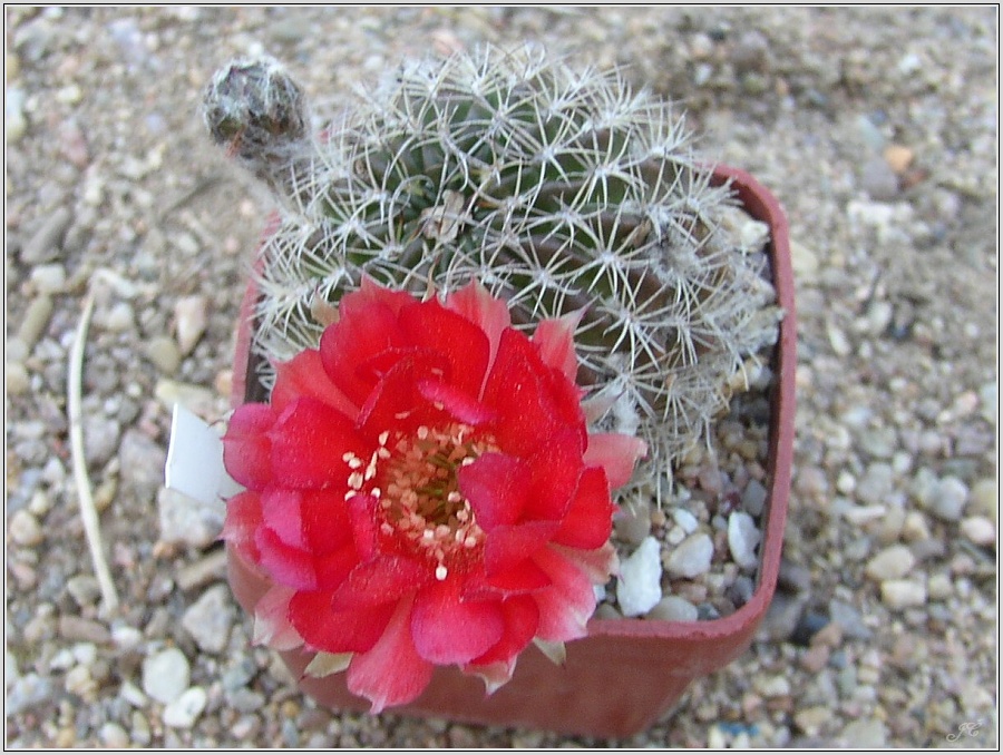 lobivia-tiegeliana-var-ruberrima-3.jpg