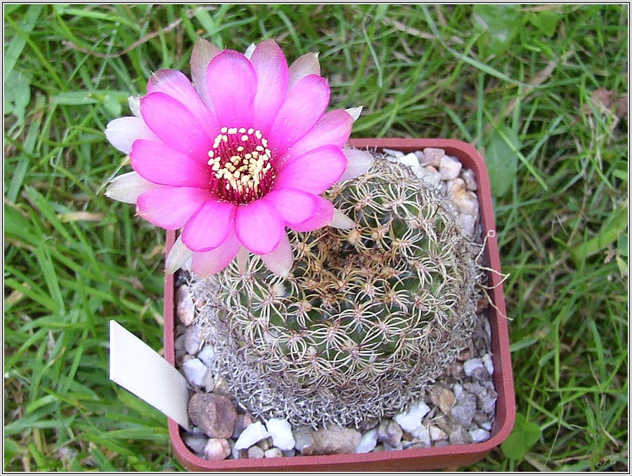 lobivia-tiegeliana-var-subterranea-kk528-3.jpg