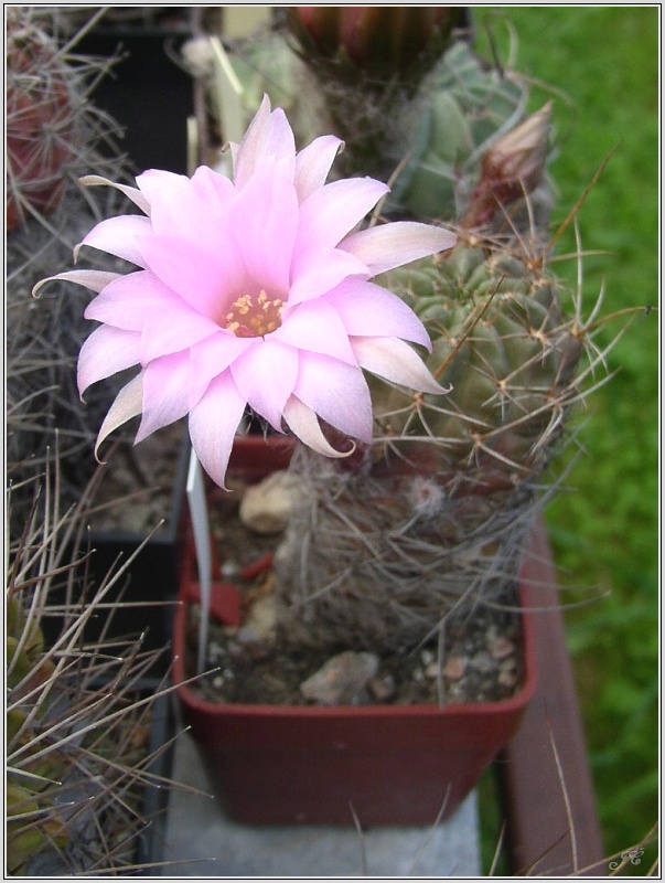 lobivia-wrightiana-f-chilensis-1.jpg