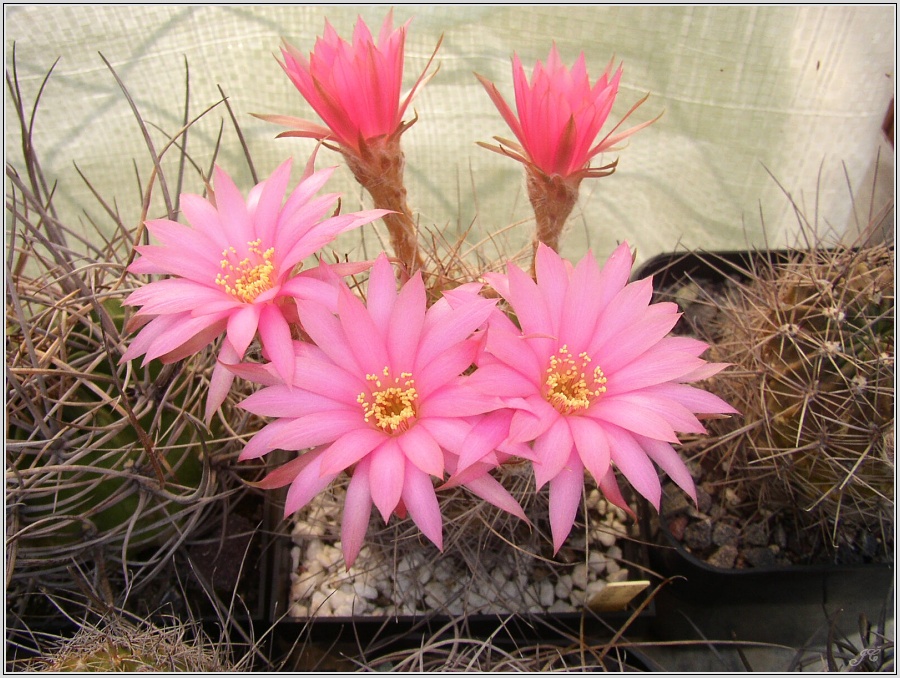 lobivia-wrightiana-f-recondita.jpg