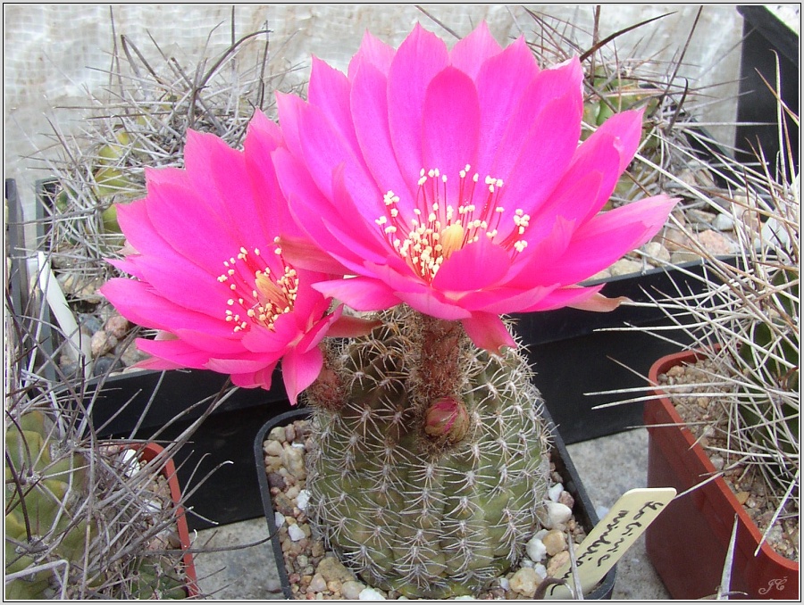 lobivia-wrightiana-var-winteriana-1.jpg