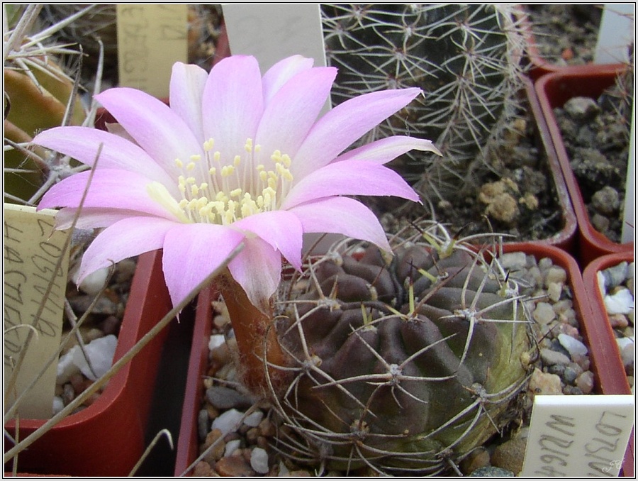 lobivia-wrightiana4.jpg
