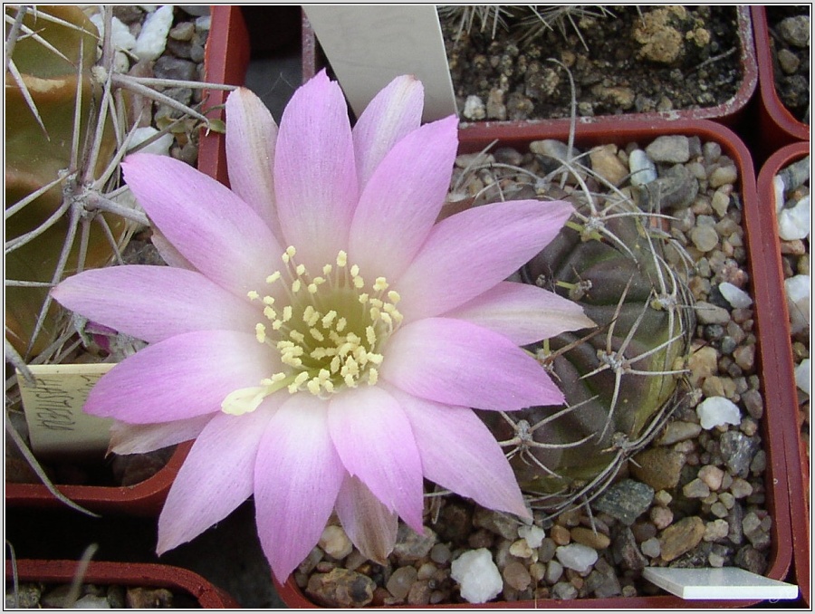 lobivia-wrightiana5.jpg