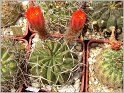 lobivia-tegeleriana-var-incuiensis