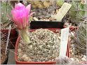lobivia-tiegeliana-var-pusilla1