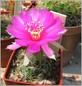 lobivia-tiegeliana-var-pusilla3