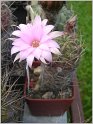 lobivia-wrightiana-f-chilensis-1