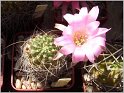 lobivia-wrightiana-f-chilensis-2
