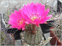 lobivia-wrightiana-var-winteriana-1