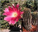 lobivia-wrightiana-var-winteriana-3