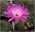 lobivia-wrightiana-var-winteriana-4