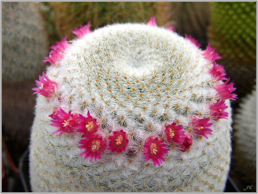 mamillaria-albolanata.jpg