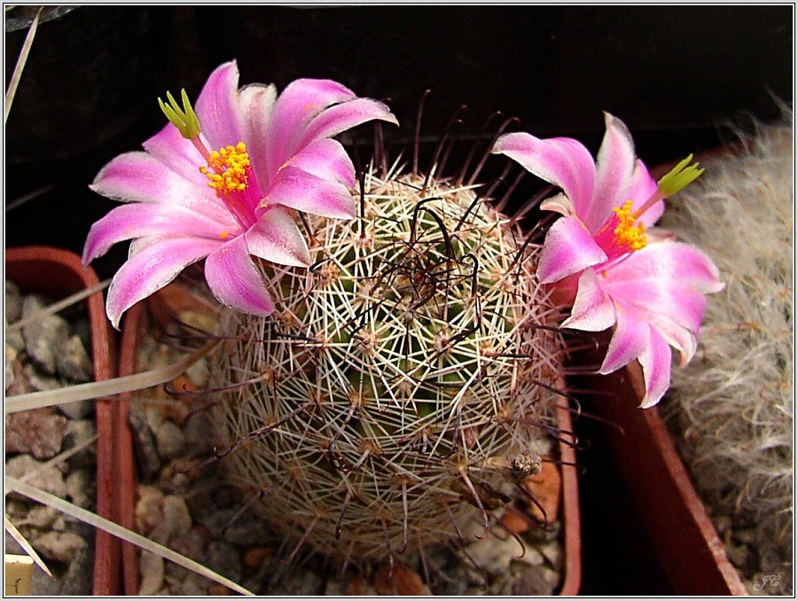 mamillaria-blossfeldiana.jpg