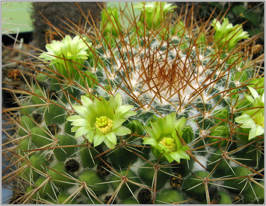 mamillaria-canelensis.JPG
