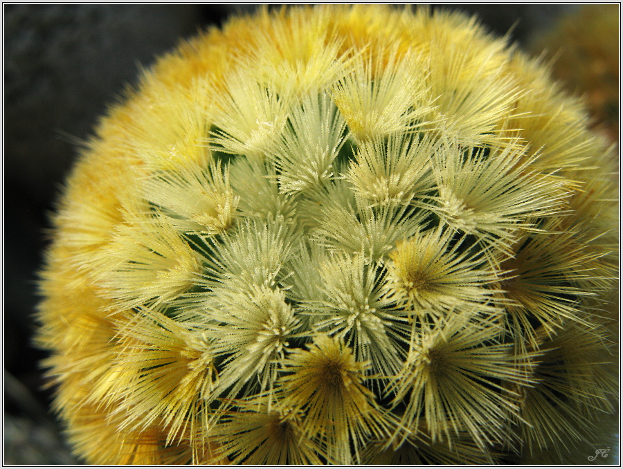mamillaria-carmenae.JPG