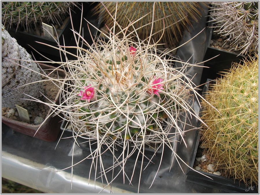mamillaria-centricirrha-var-krameri.JPG