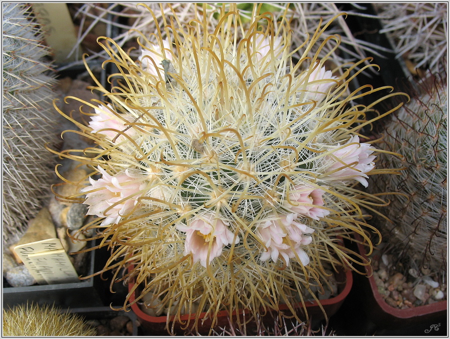 mamillaria-cowperae.JPG