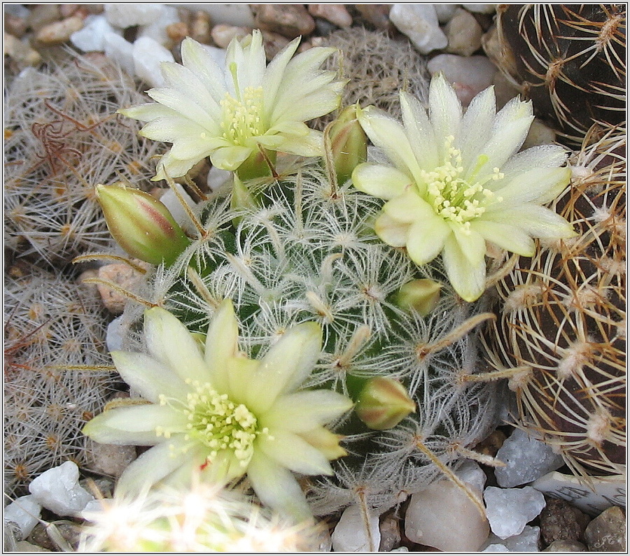 mamillaria-duwei.JPG