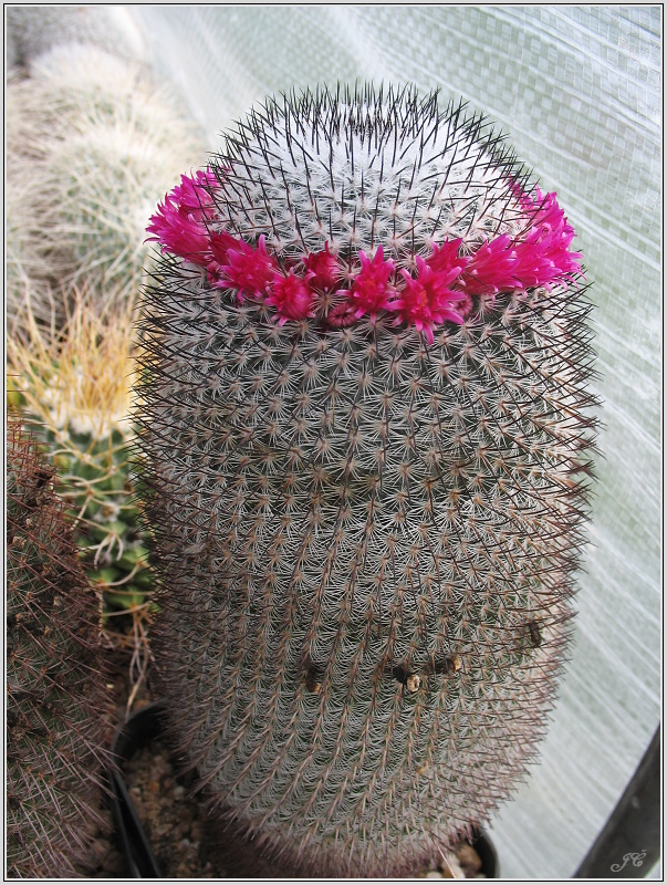 mamillaria-elegans-1.JPG