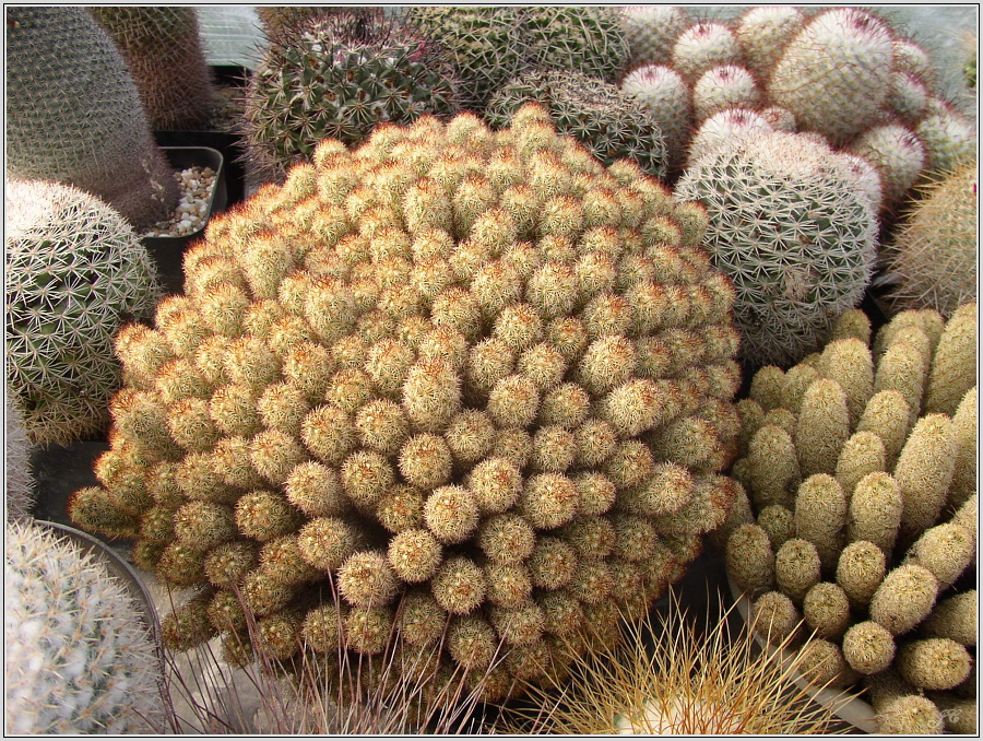 mamillaria-elongata.JPG