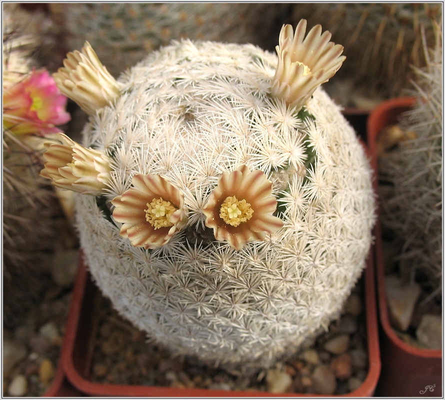 mamillaria-gasseriana.JPG