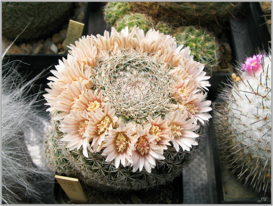 mamillaria-gruzonii.JPG