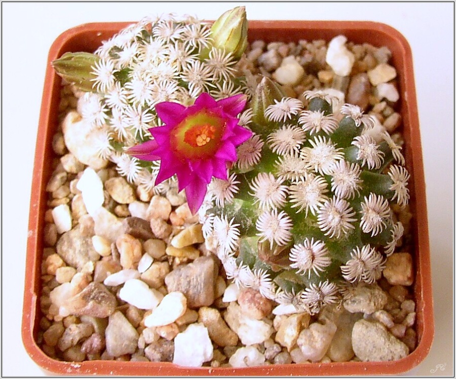 mamillaria-hernandezii.jpg