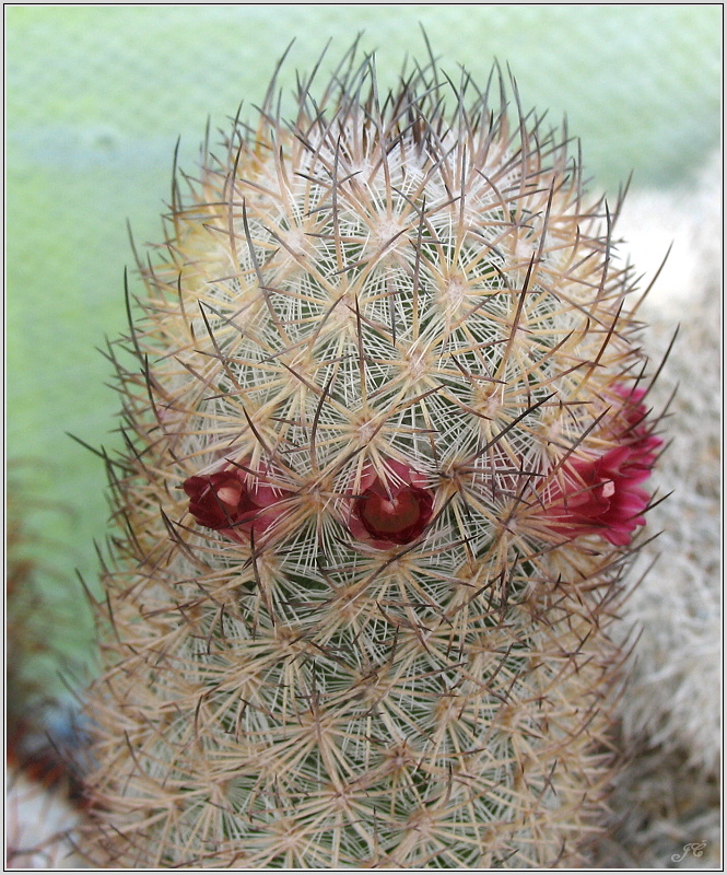 mamillaria-leona.JPG