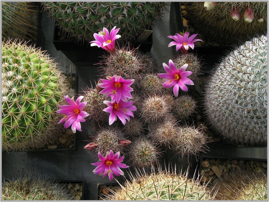 mamillaria-mazatlanensis-2.JPG