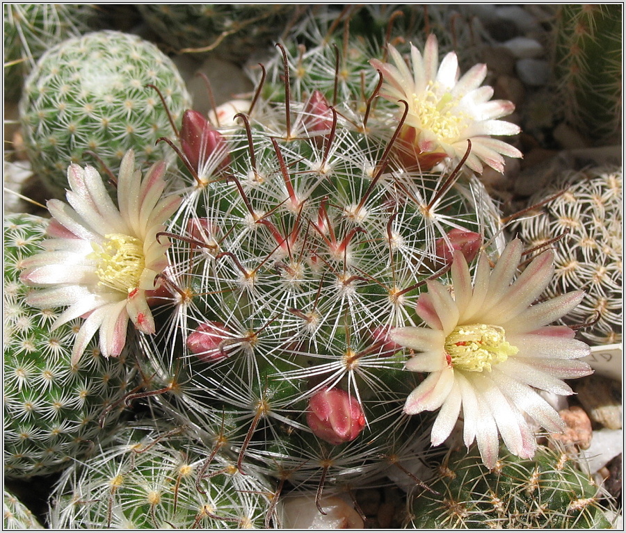 mamillaria-nana.JPG