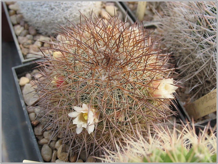 mamillaria-ochoterenae.JPG