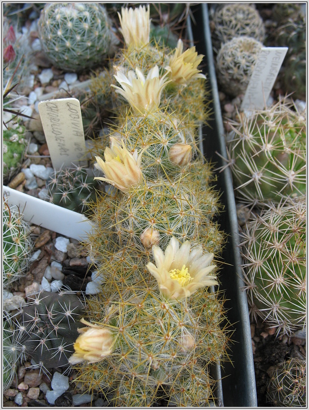 mamillaria-prolifera.JPG