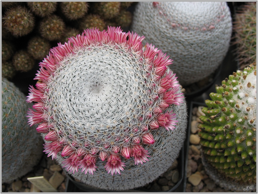 mamillaria-pseudoperbella.JPG