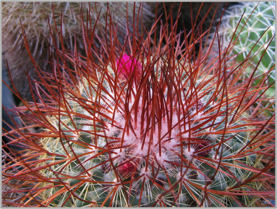 mamillaria-sp.JPG