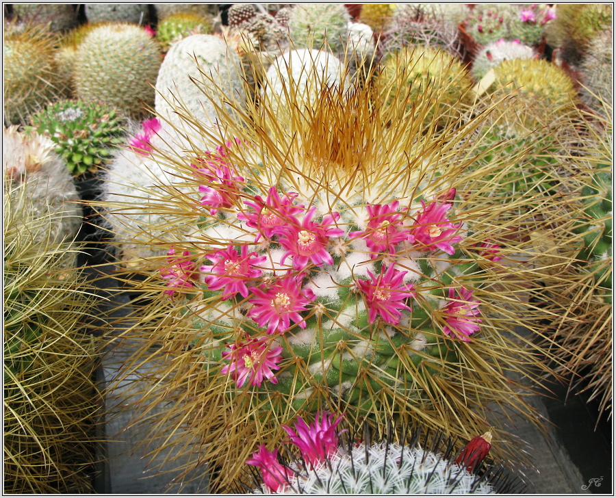 mamillaria-tesopasensis-var-rubraflora.JPG